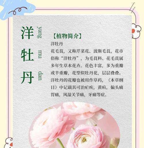 洋牡丹花语（传递爱与自信的洋牡丹花语）