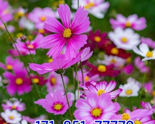 波斯菊花（探索波斯菊花的美丽与哲学）