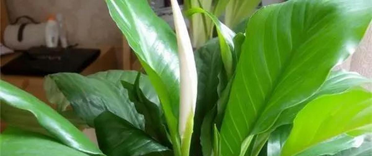 探索健康长寿的植物奥秘（揭秘长寿植物的养生力量，助您迈向健康长寿之路）