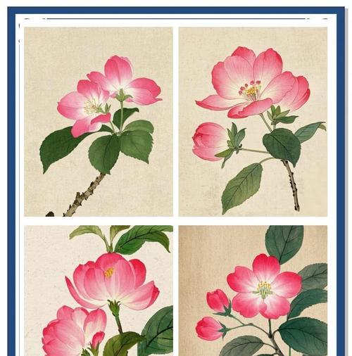 四季海棠，花开寄情（四季海棠的花语与寓意）