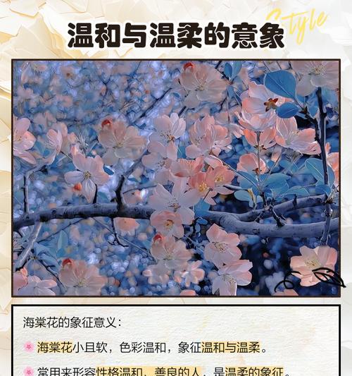 四季海棠，花开寄情（四季海棠的花语与寓意）