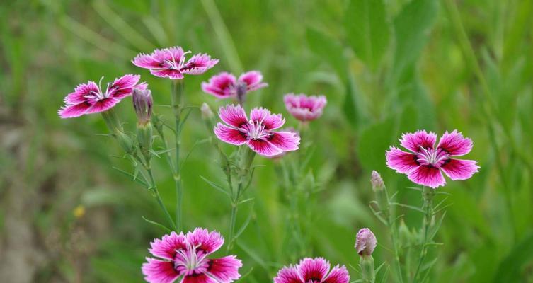 以菊花为主题的文章（活着的意义与价值——菊花的花语）