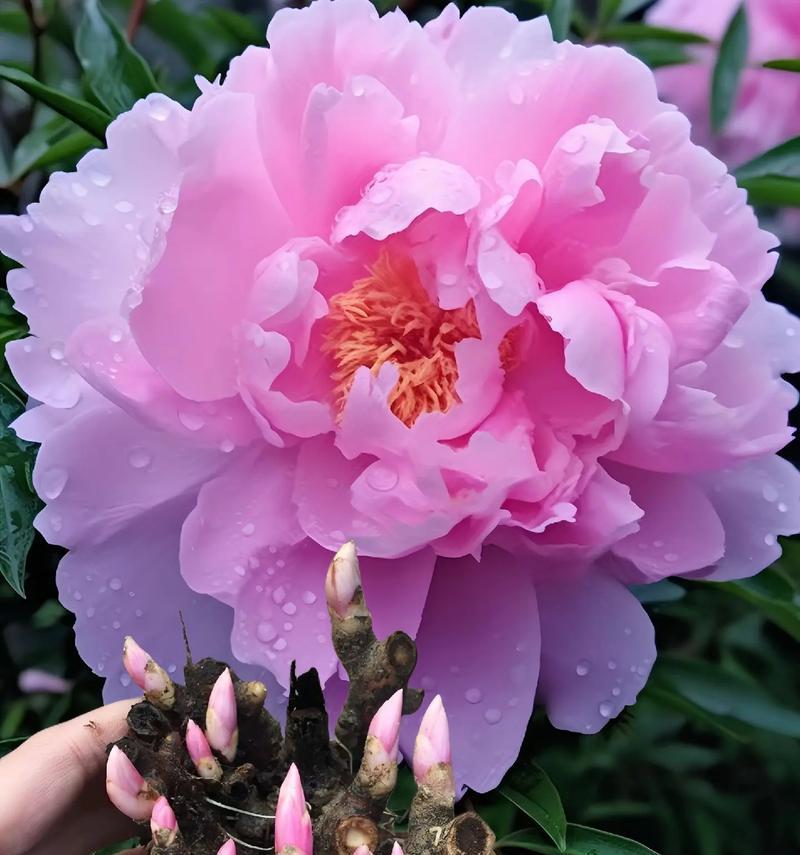 以菊花为主题的文章（活着的意义与价值——菊花的花语）