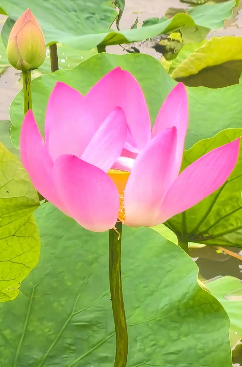 以菊花为主题的文章（活着的意义与价值——菊花的花语）