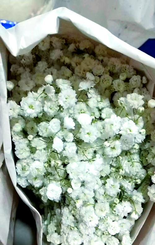 满天星的含义与象征（浪漫、希望与纯洁）