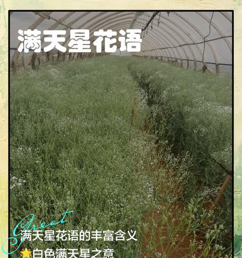 满天星的含义与象征（浪漫、希望与纯洁）