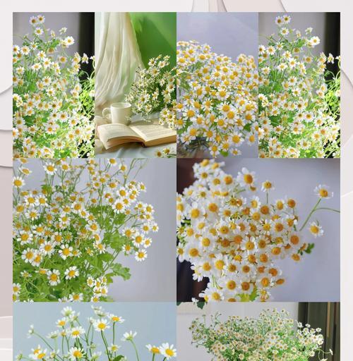 洋甘菊花语（传递真情的洋甘菊，花开爱意无尽）
