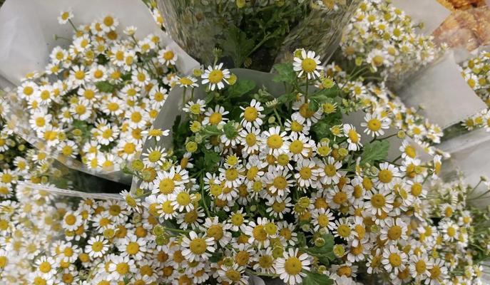 洋甘菊花语（传递真情的洋甘菊，花开爱意无尽）