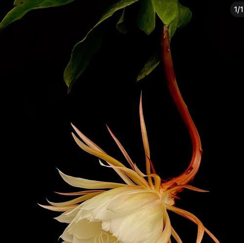 昙花（昙花的象征意义及其在风水中的重要作用）