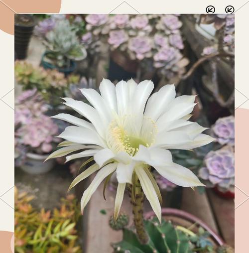 昙花（昙花的象征意义及其在风水中的重要作用）