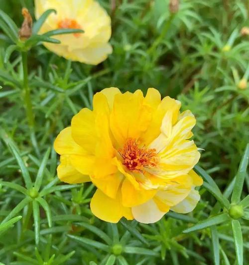 小太阳花的花语及其象征意义（阳光的化身，传递温暖与希望）