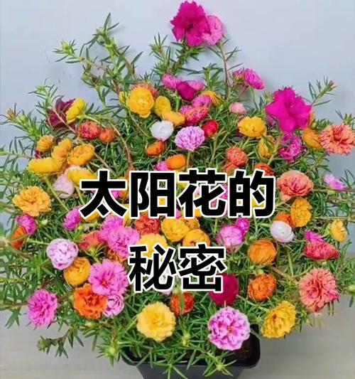 小太阳花的花语及其象征意义（阳光的化身，传递温暖与希望）
