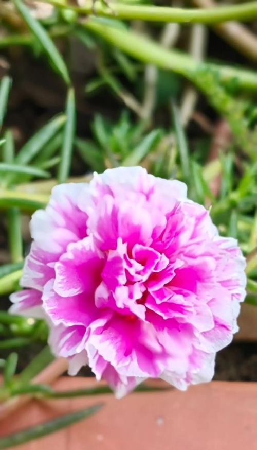 小太阳花的花语及其象征意义（阳光的化身，传递温暖与希望）