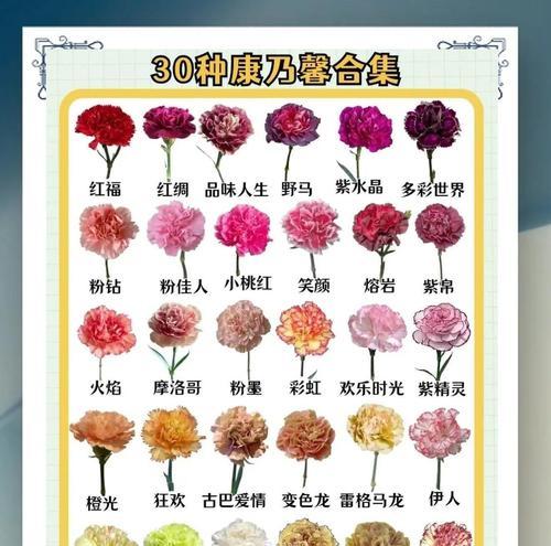 白康乃馨的花语——纯洁与祝福（祝愿幸福与美好，康乃馨轻启人生之门）