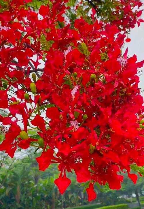 凤凰花（绽放在生命的枝头上的美丽与坚韧）