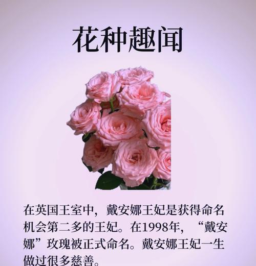 戴安娜玫瑰的花语（探索戴安娜玫瑰花语的深层含义，赋予生活更多的浪漫和感动）