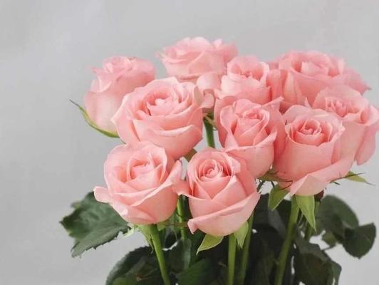 戴安娜玫瑰的花语（探索戴安娜玫瑰花语的深层含义，赋予生活更多的浪漫和感动）