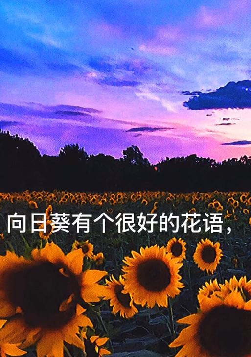 永恒陪伴的花语-百合（以百合花语表达陪伴一生的情感）