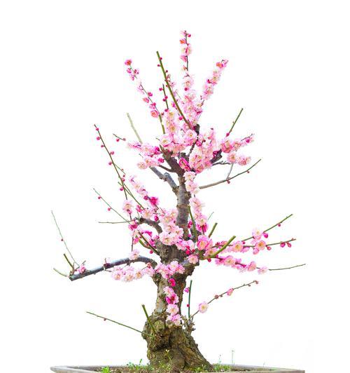 十种代表友情的花（探索友情的芬芳世界）