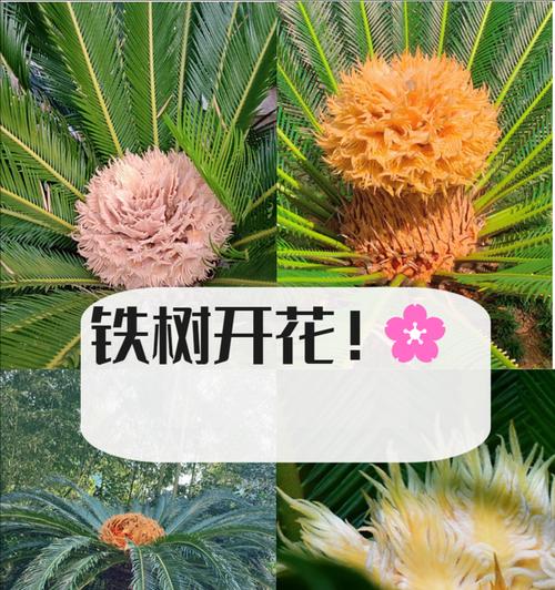 铁树开花的奇迹（探寻铁树开花的秘密，揭示花开的象征意义）