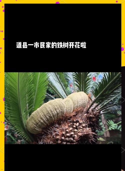 铁树开花的奇迹（探寻铁树开花的秘密，揭示花开的象征意义）