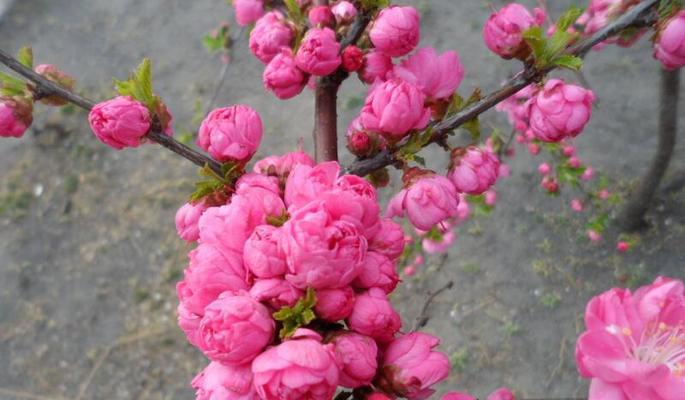 榆叶梅花语——美丽与坚韧并存（传承悠久的花语文化，探寻榆叶梅花的独特魅力）