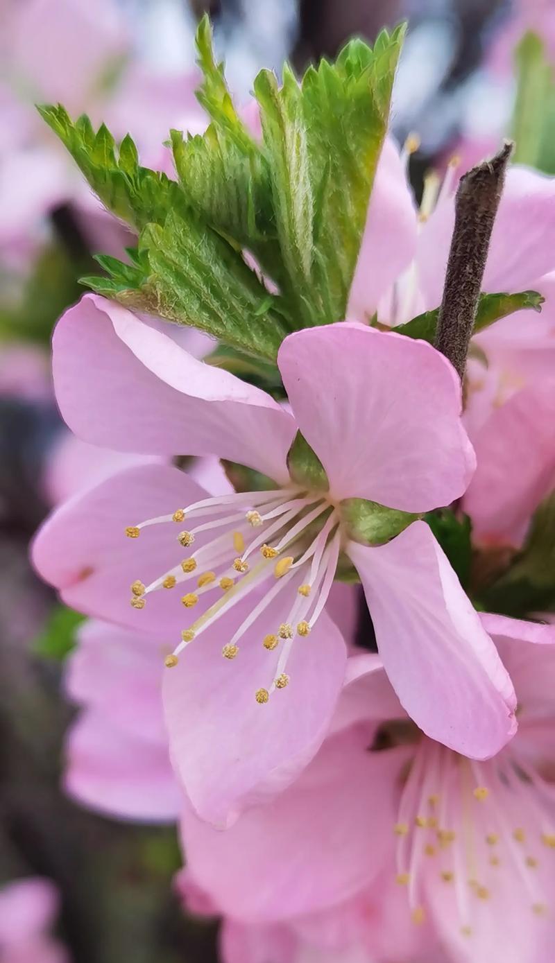 榆叶梅花语——美丽与坚韧并存（传承悠久的花语文化，探寻榆叶梅花的独特魅力）