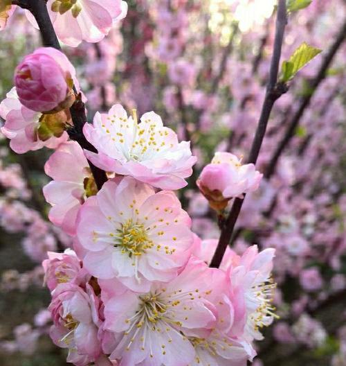 榆叶梅花语——美丽与坚韧并存（传承悠久的花语文化，探寻榆叶梅花的独特魅力）