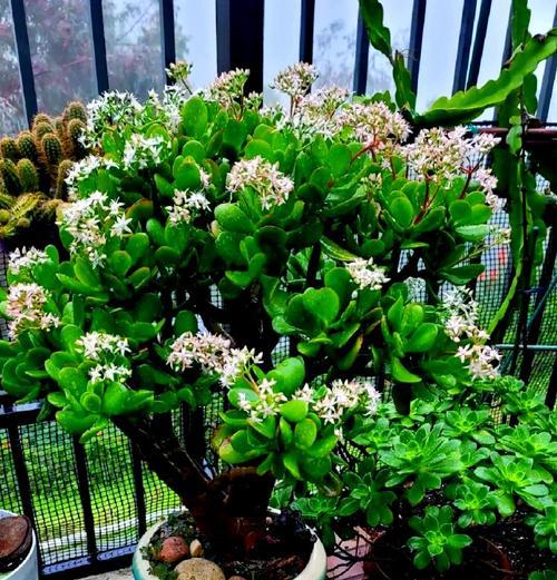 以玉树会开花吗，探寻玉树开花的奇迹（神奇的自然现象，玉树花开的惊艳画面）