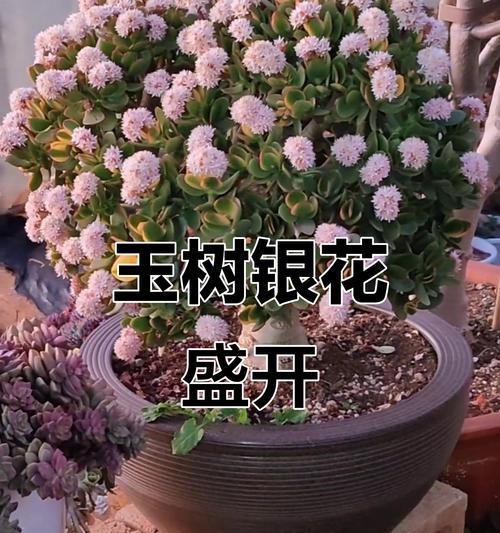 以玉树会开花吗，探寻玉树开花的奇迹（神奇的自然现象，玉树花开的惊艳画面）