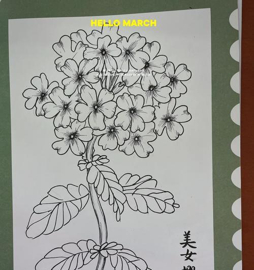美女樱的花语与寓意（解读美女樱花的寓意与花语，让你感受花开的美好）