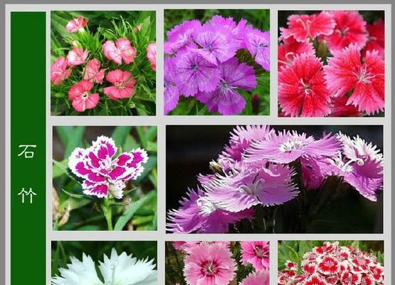 99朵粉玫瑰的花语之深情浪漫（百花齐放爱意盈满）