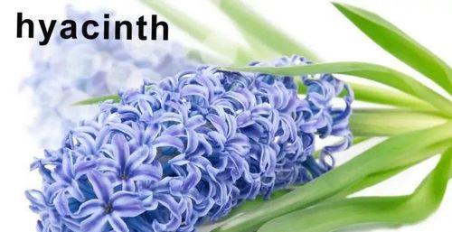 紫色丁香花的花语及其传达的内涵（丁香花语）