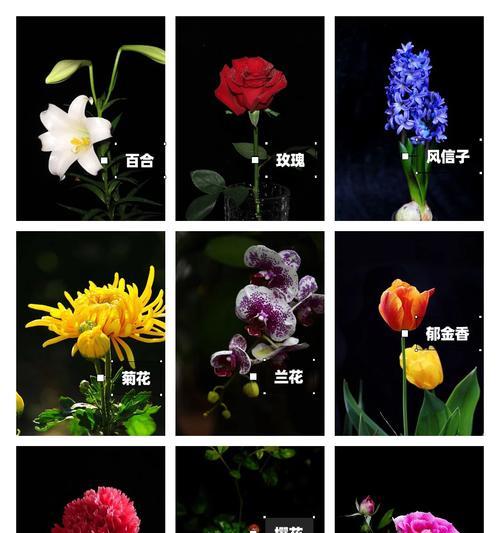 曼珠沙华（悲情女神的故事与花语解读）