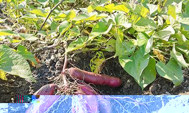 甘薯是否属于经济作物？种植甘薯的经济效益如何？