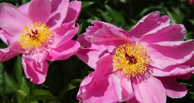 芍药花期持续多久？最佳观赏时间是什么时候？