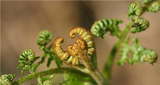 松树属于蕨类植物吗？常见误解有哪些？
