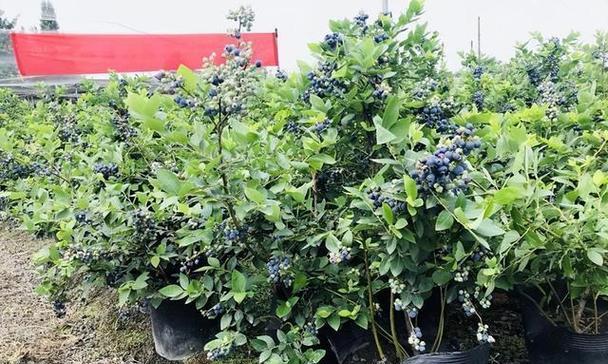 蓝莓可以种在院子里吗？院子里种植蓝莓的注意事项是什么？