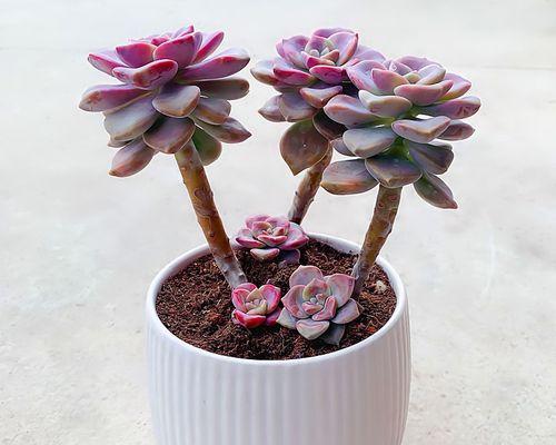 新手适合养什么花？适合初学者的花卉推荐及养护指南？
