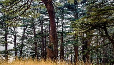 雪松是哪个市的市树？为什么会被选为市树？