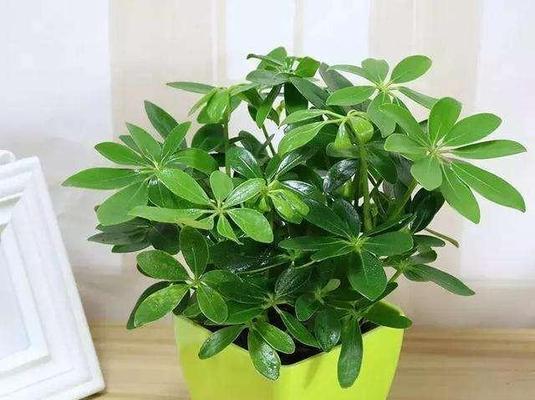 鸭脚木多久浇水一次？如何正确养护？