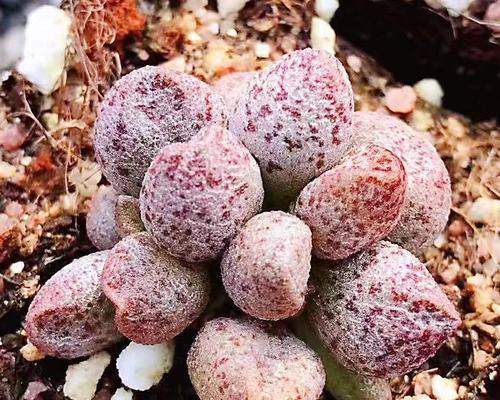 咖啡渣真的适合种植多肉植物吗？使用方法是什么？