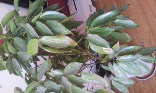 平安树叶子蔫了怎么办？如何快速恢复植物活力？