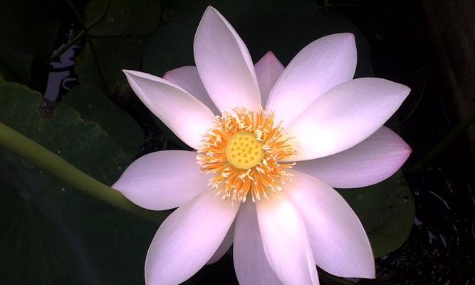 荷花属于什么植物类型？荷花的分类和特性是什么？