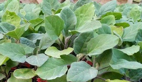 茄子属于什么科？茄子的植物学特性有哪些？