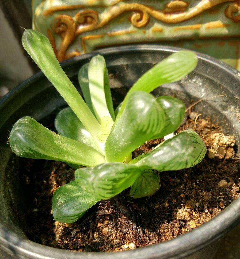 水培玉露怎么养护？日常管理与繁殖技巧有哪些？