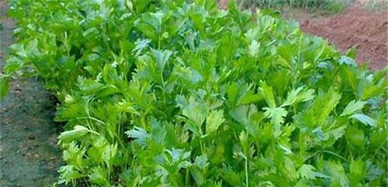 芹菜最佳种植季节是什么时候？春季还是秋季？