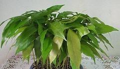 荔枝怎么养长的好？掌握这些技巧轻松培育优质果实