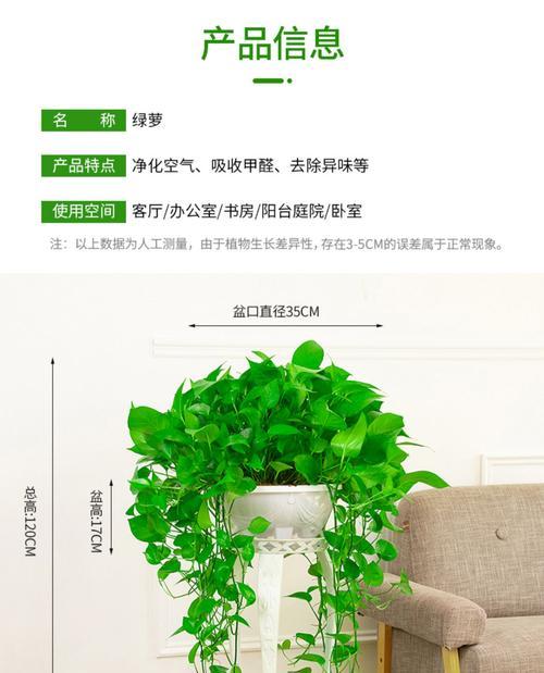 土培绿萝多久浇水一次？如何判断浇水时机？