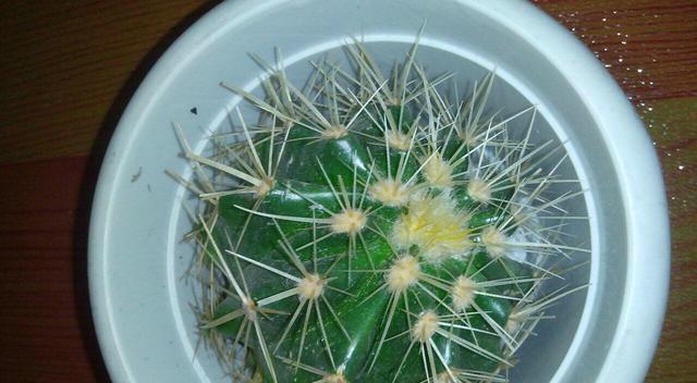 仙人球多久浇一次水合适？如何判断浇水时机？